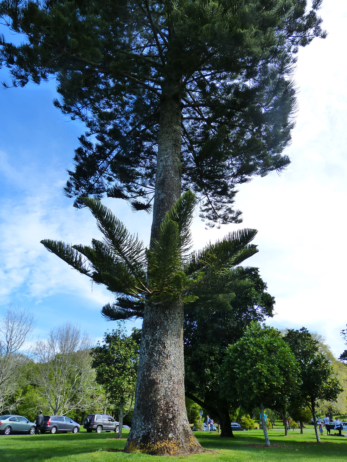 tree new zealand green free photo