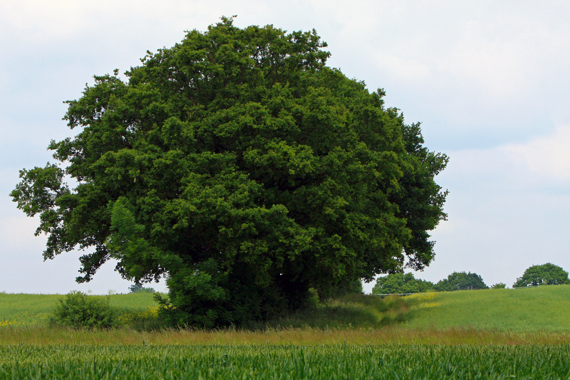 tree single one free photo