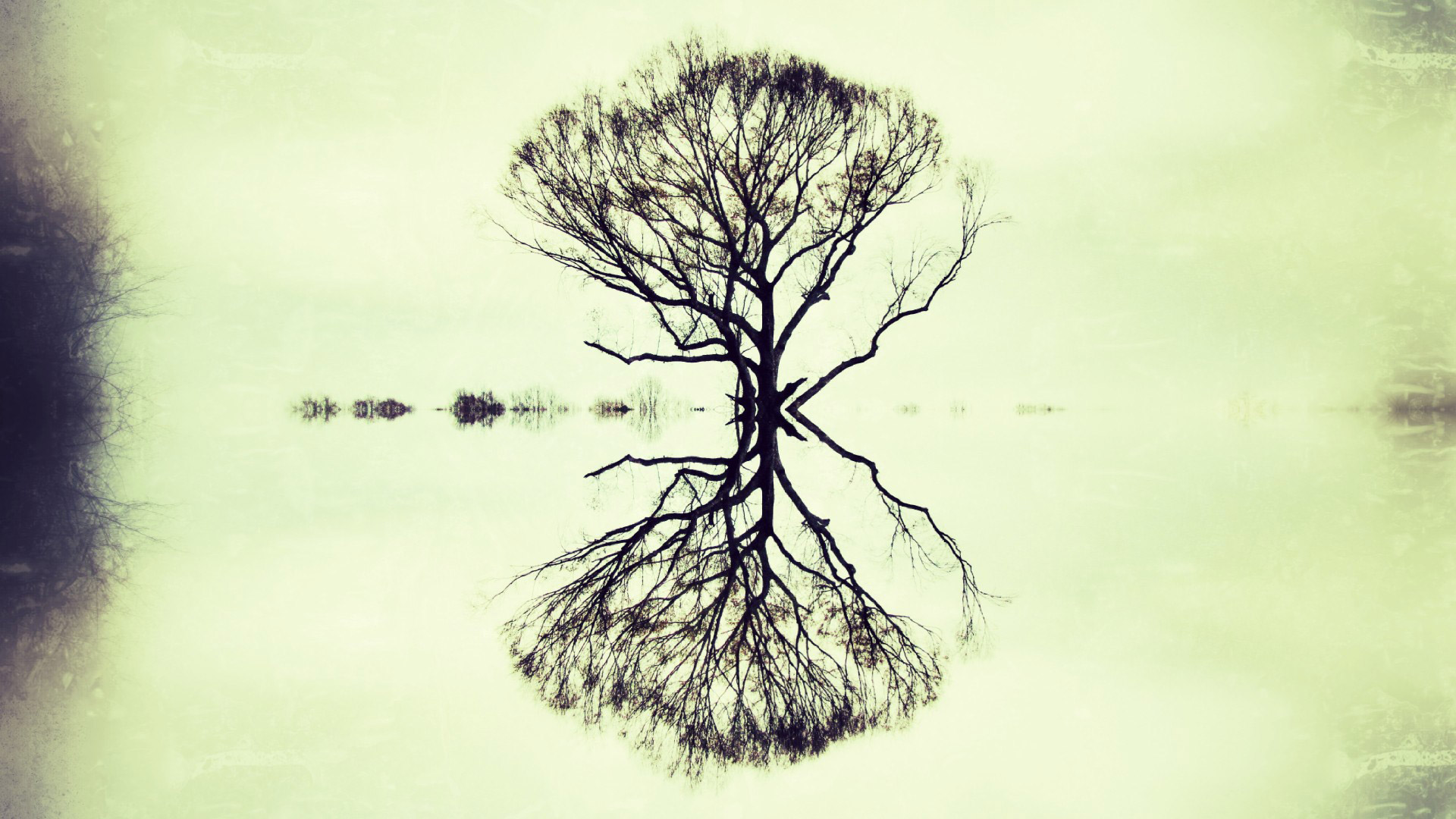 tree mirrored abstract free photo