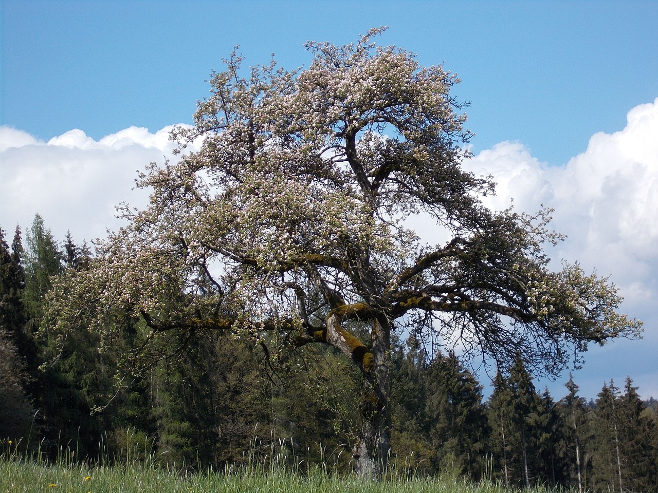 tree atmospheric spring free photo