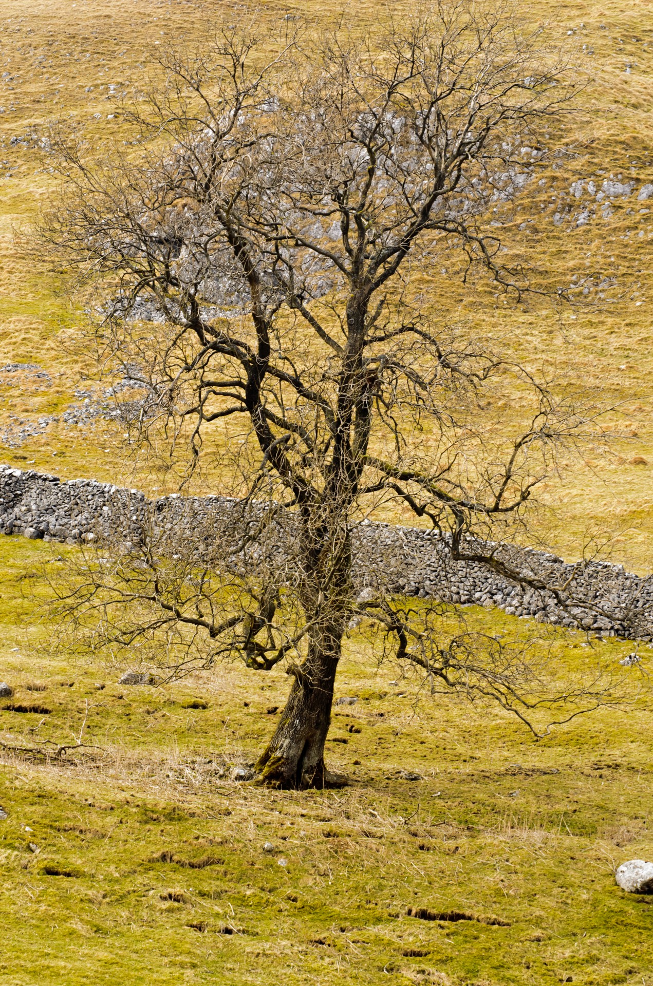 tree branch branches free photo