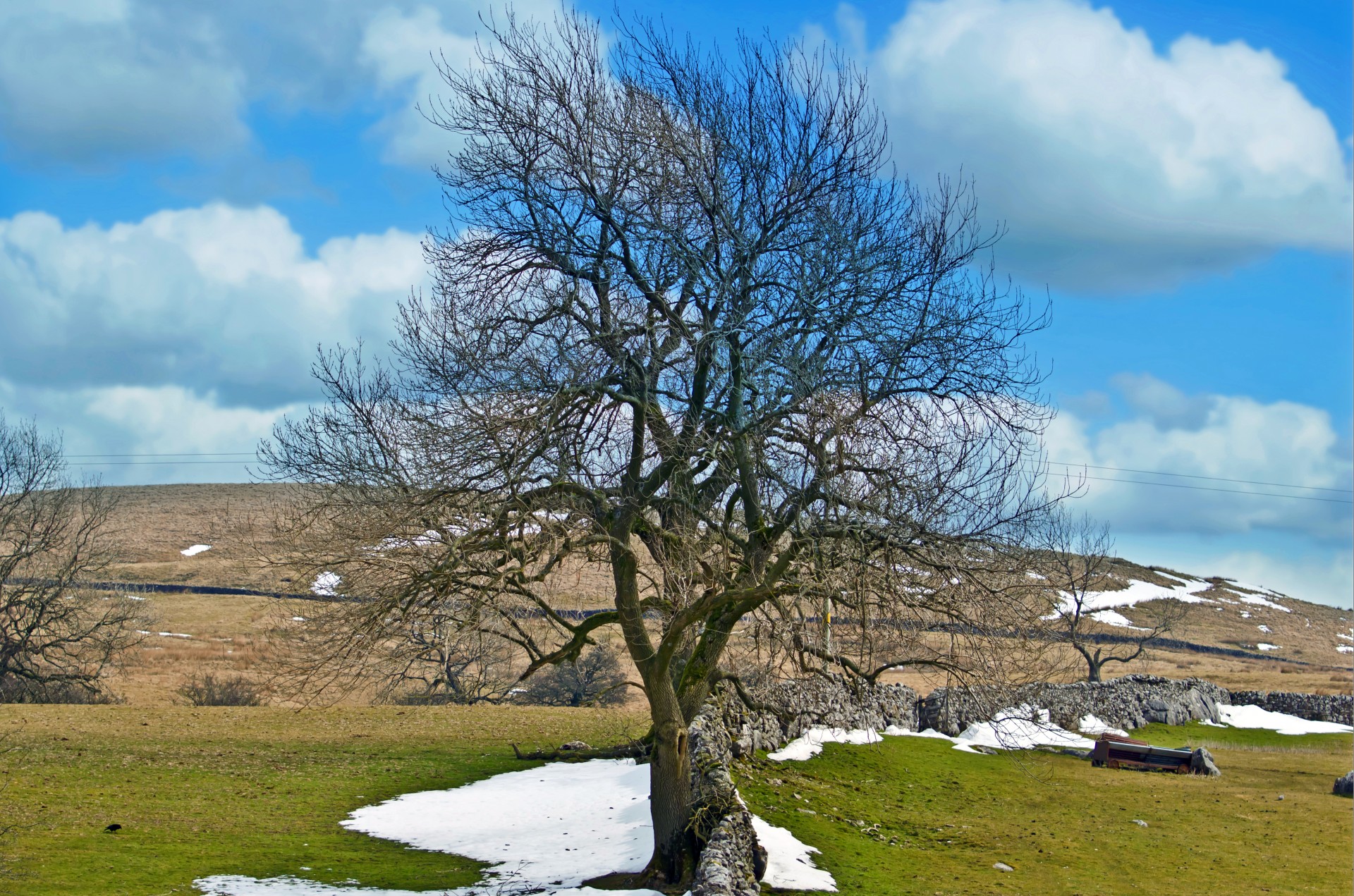 tree branch branches free photo