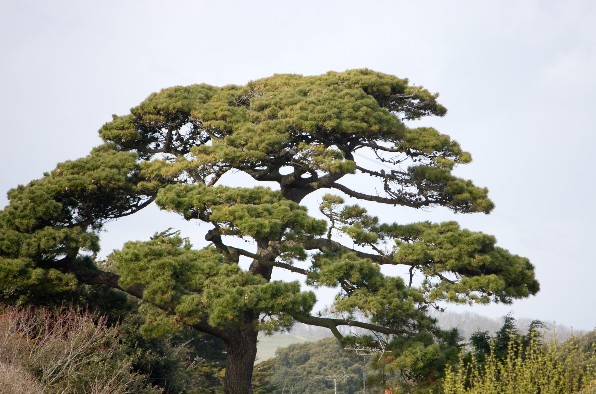 tree fir fir tree free photo
