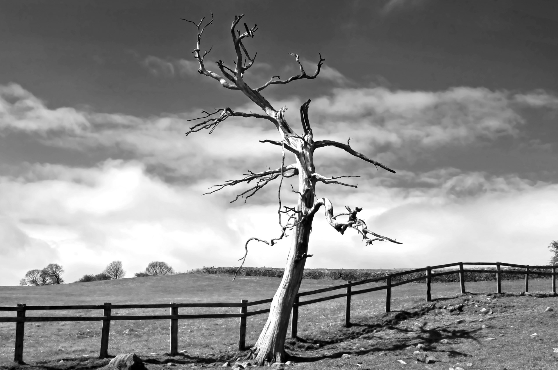 tree branch branches free photo