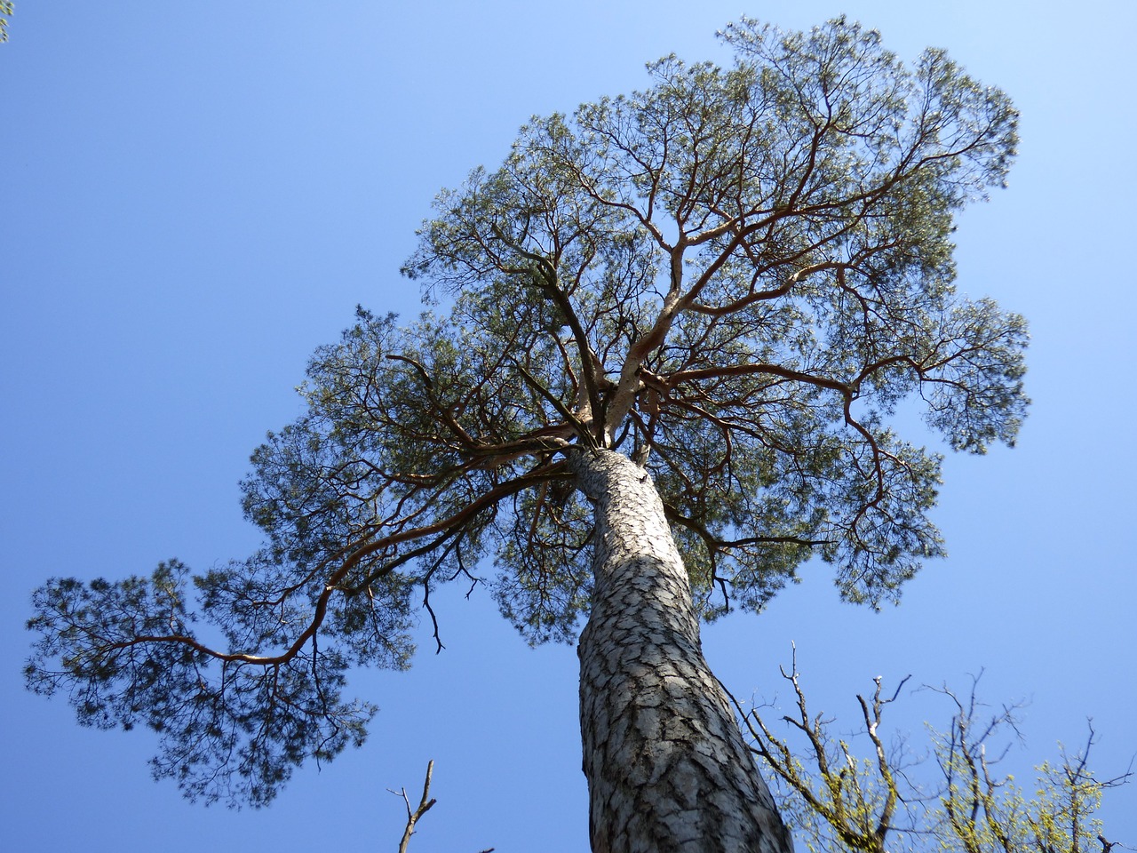 tree pine conifer free photo
