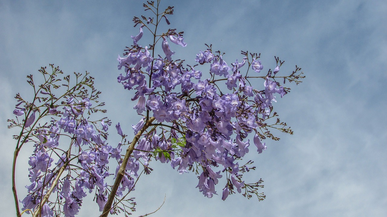 tree flowers purple free photo