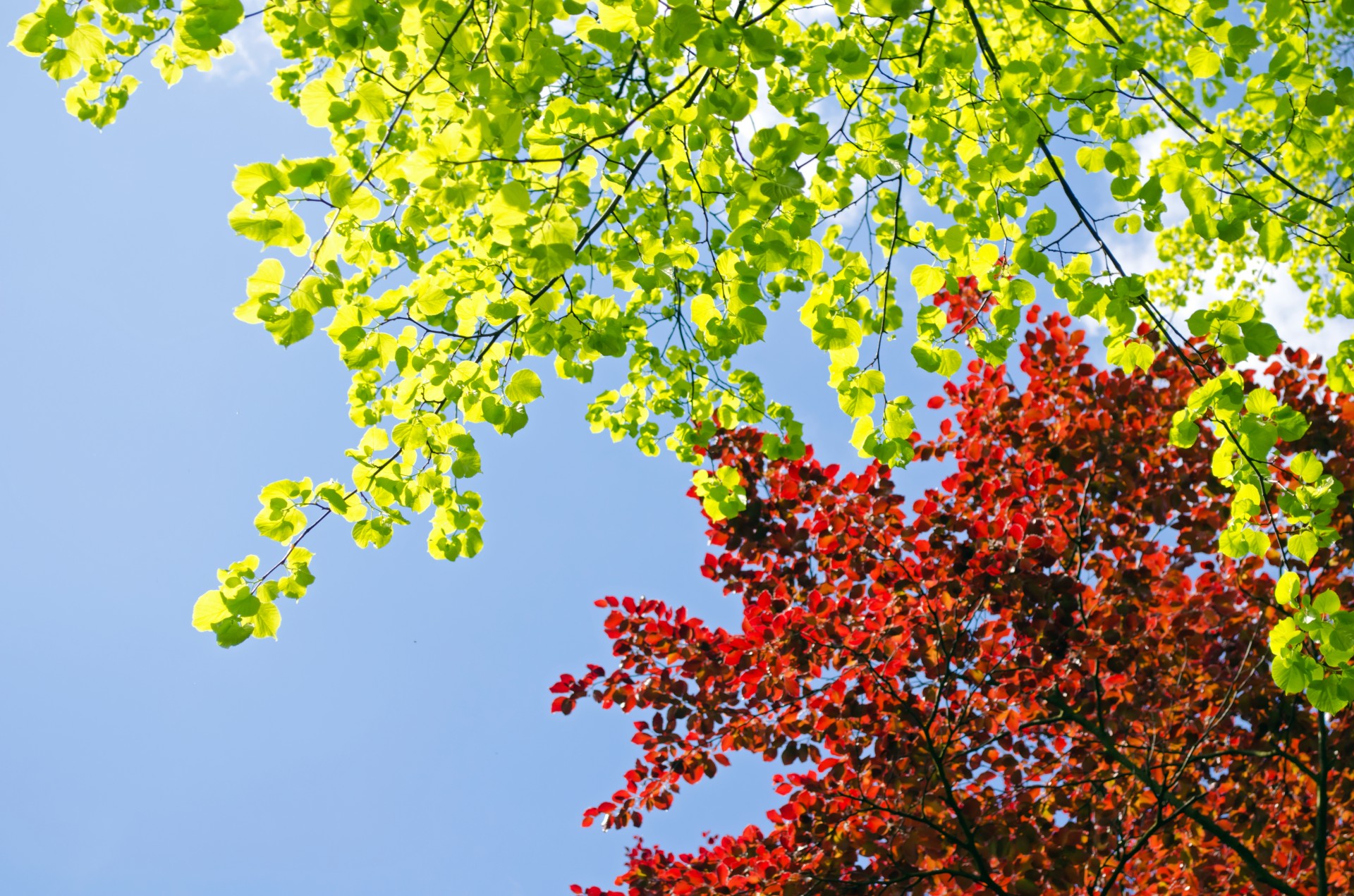 leaves colorful green free photo