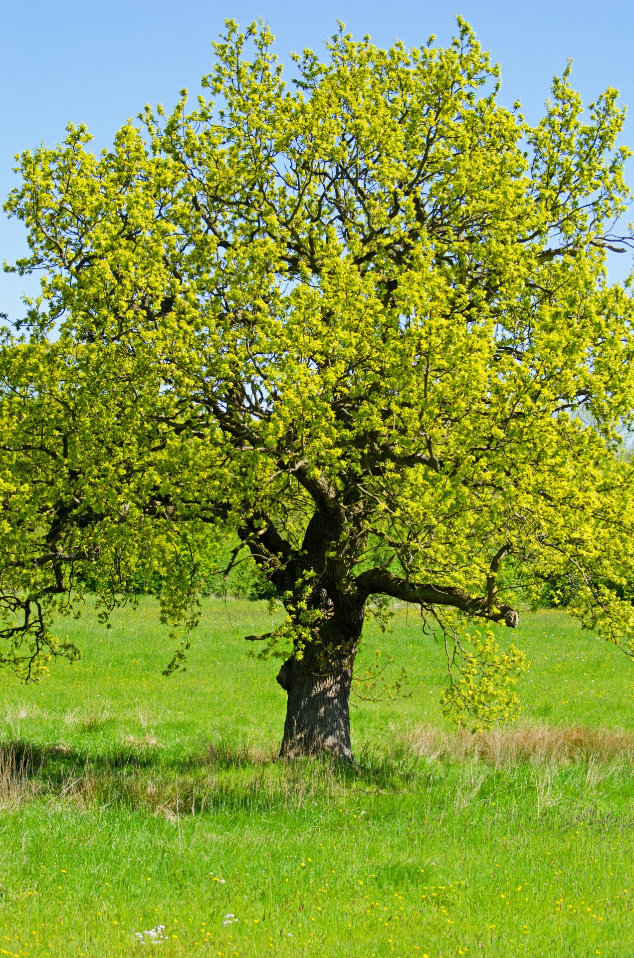 tree trees branch free photo