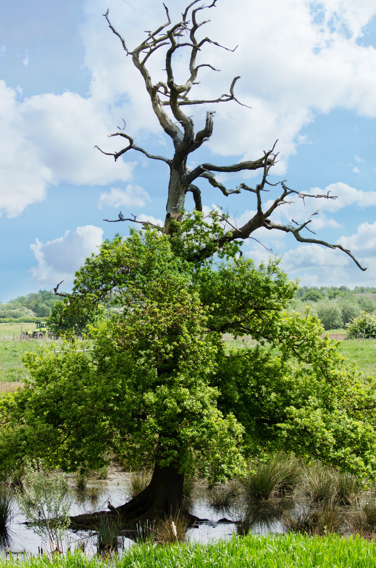 tree branch branches free photo