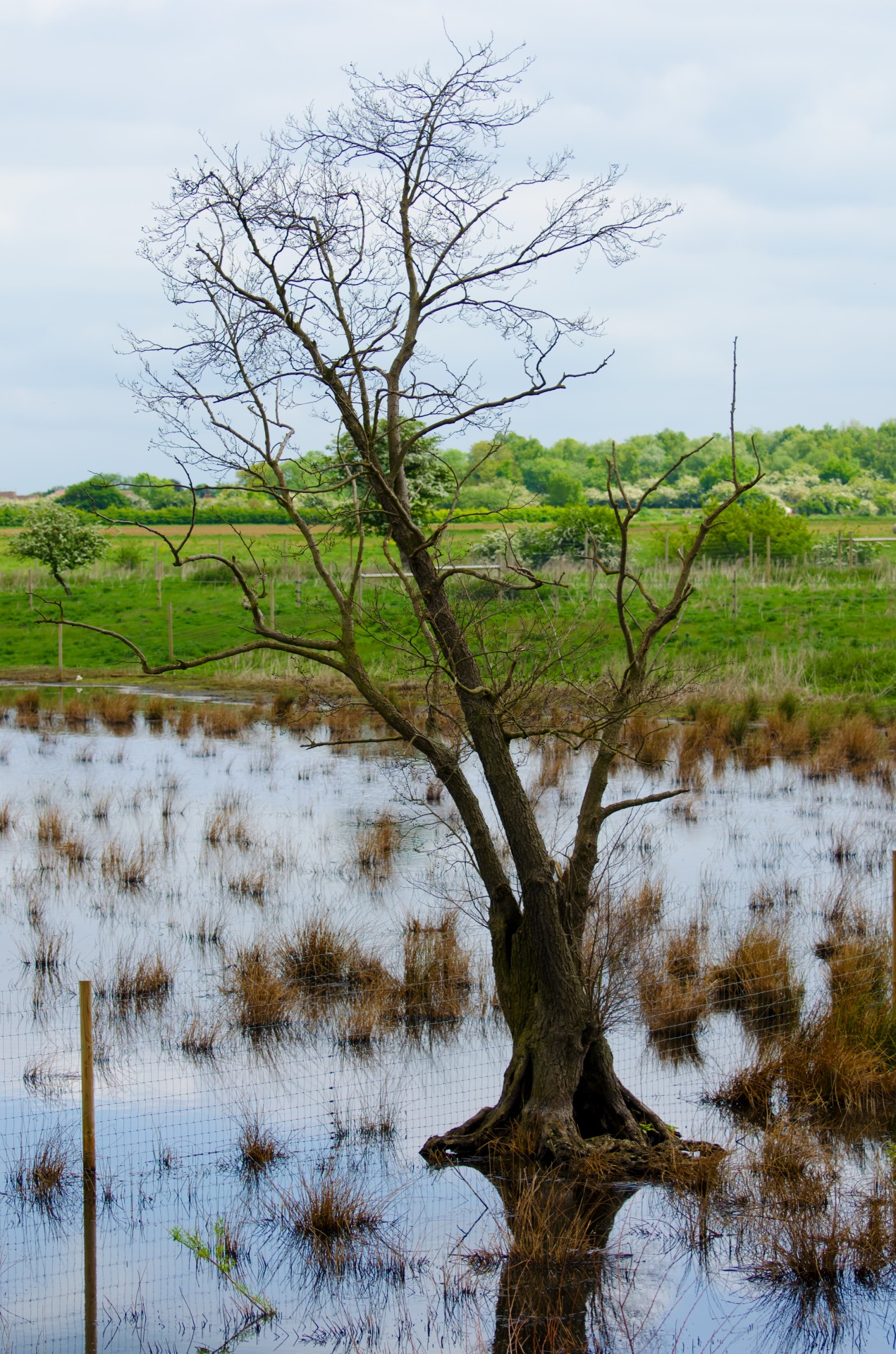 tree branch branches free photo