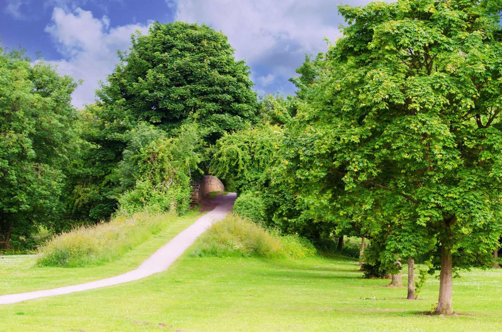 tree trees branch free photo