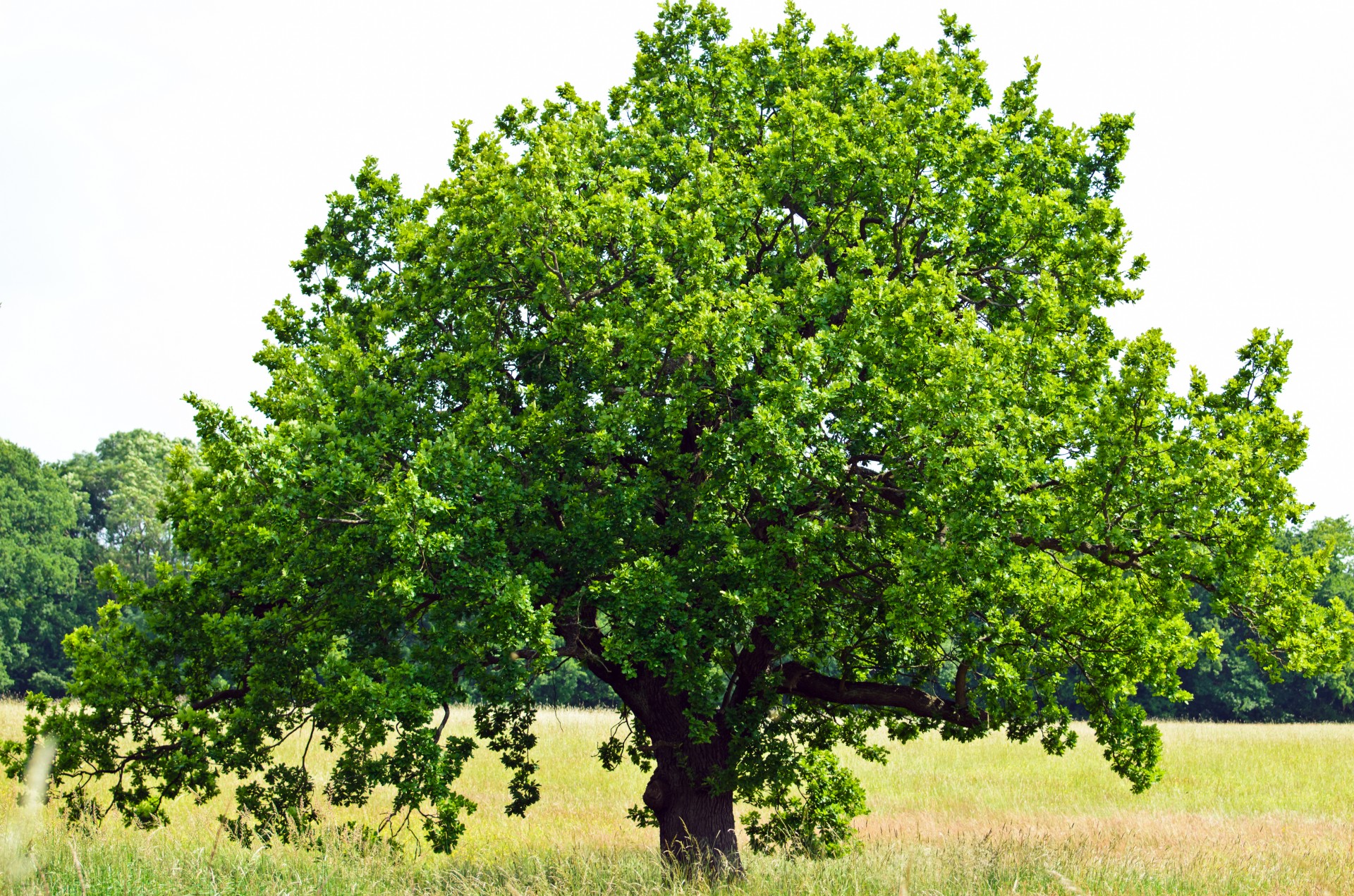 tree trees branch free photo