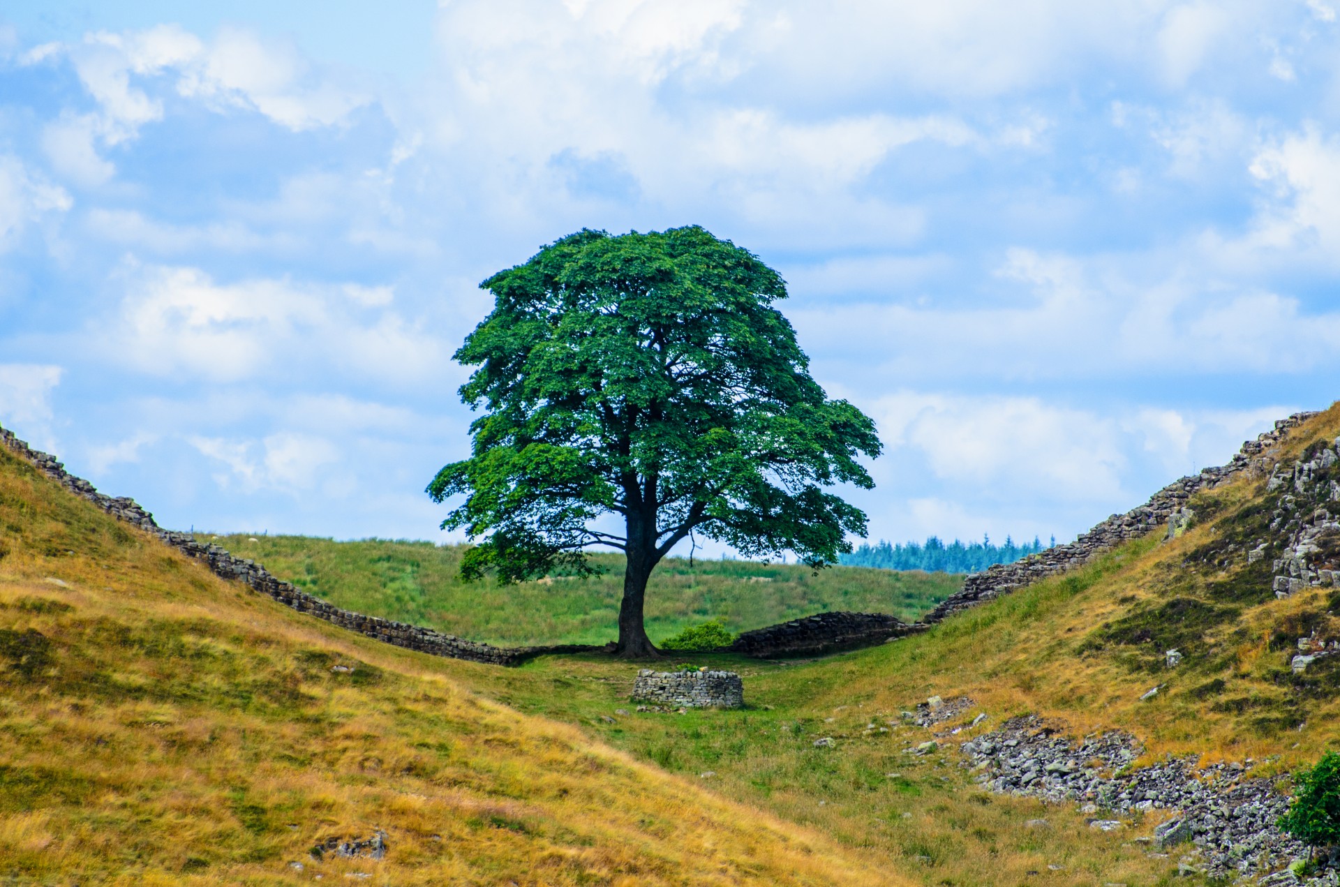 tree branch branches free photo