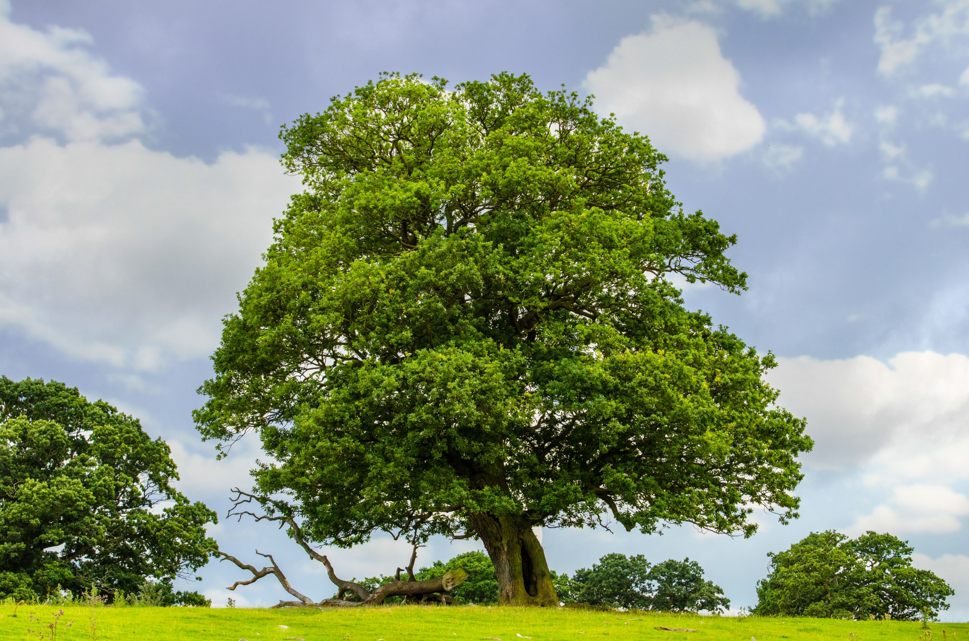 tree branch branches free photo