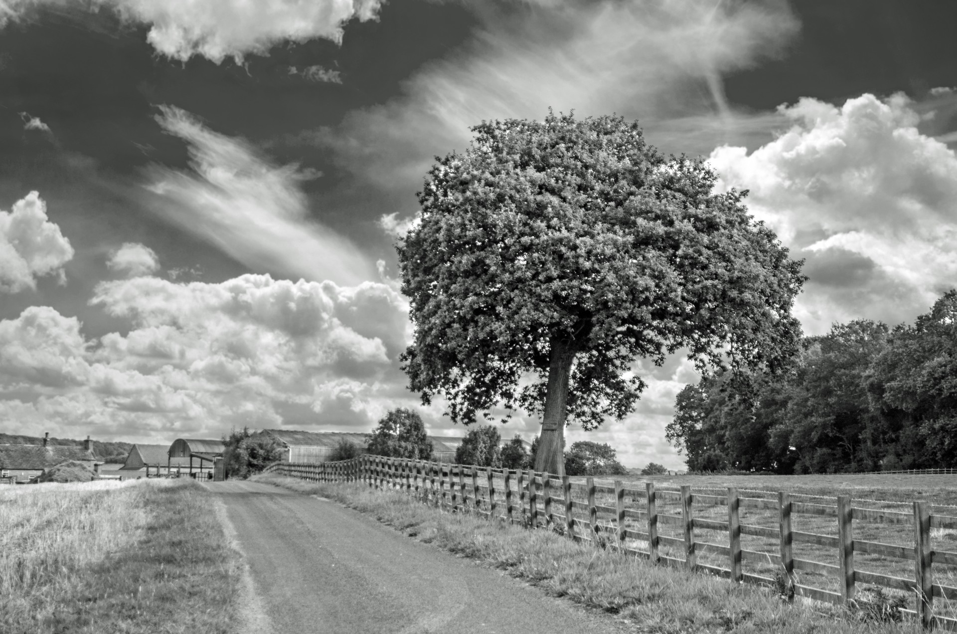 tree branch branches free photo