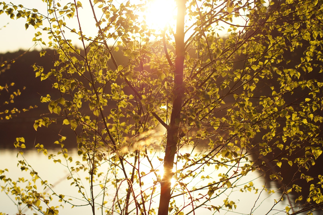 tree sun summer free photo