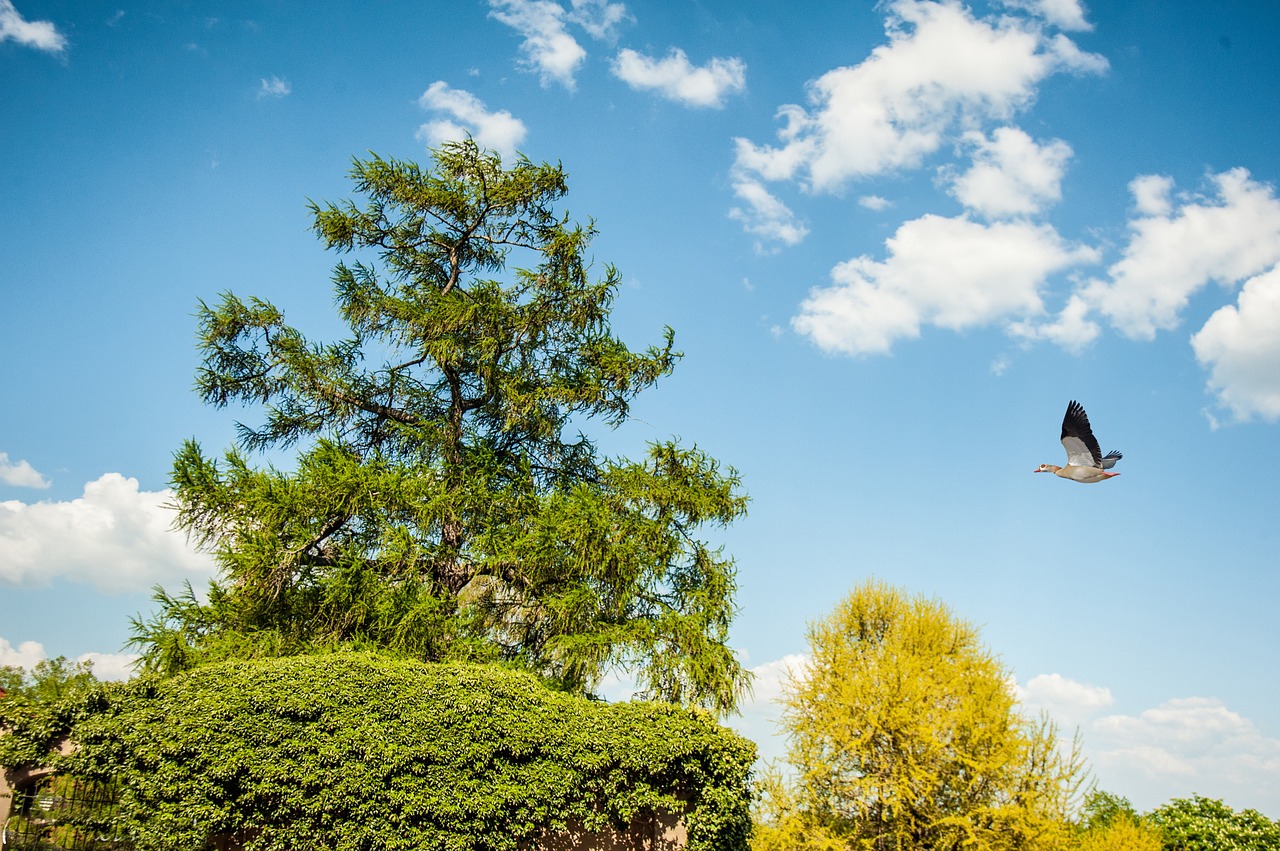 tree green sky free photo