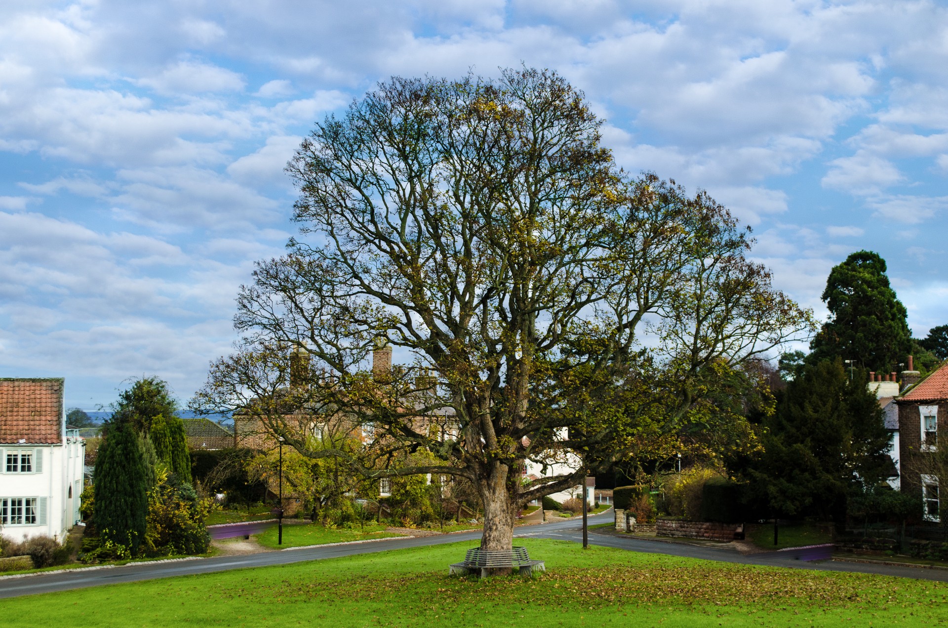 tree branch branches free photo