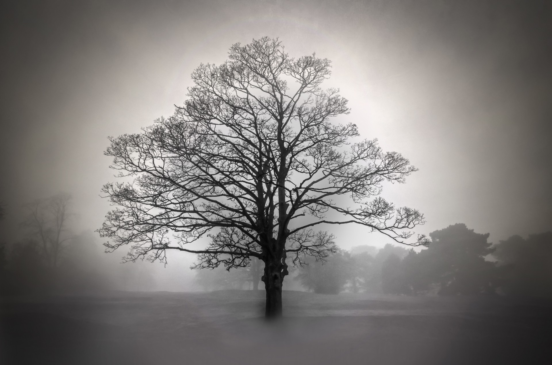 tree trees fog free photo