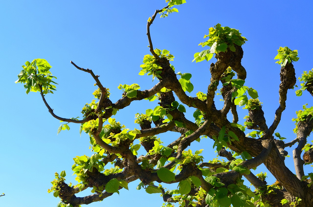 tree crown sky free photo