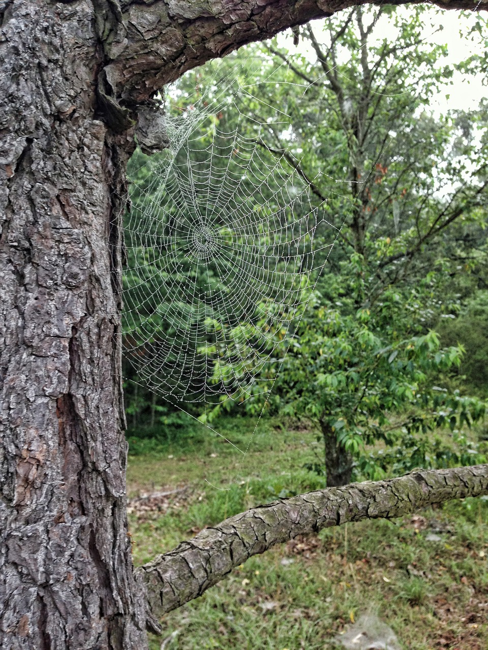 tree spider web leaves free photo