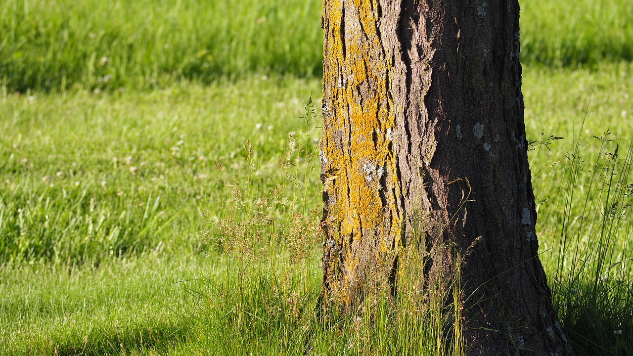 tree tree trunk yellow tree trunk free photo