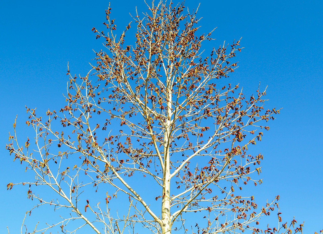 tree spring bloom free photo