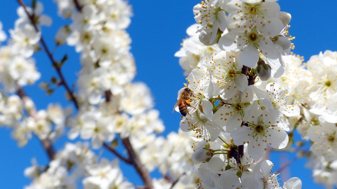 tree plum blossoms free photo