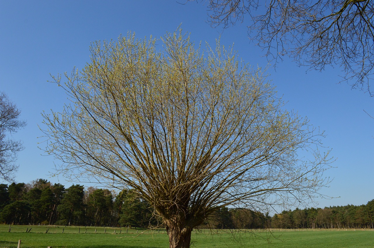 tree nature spring free photo