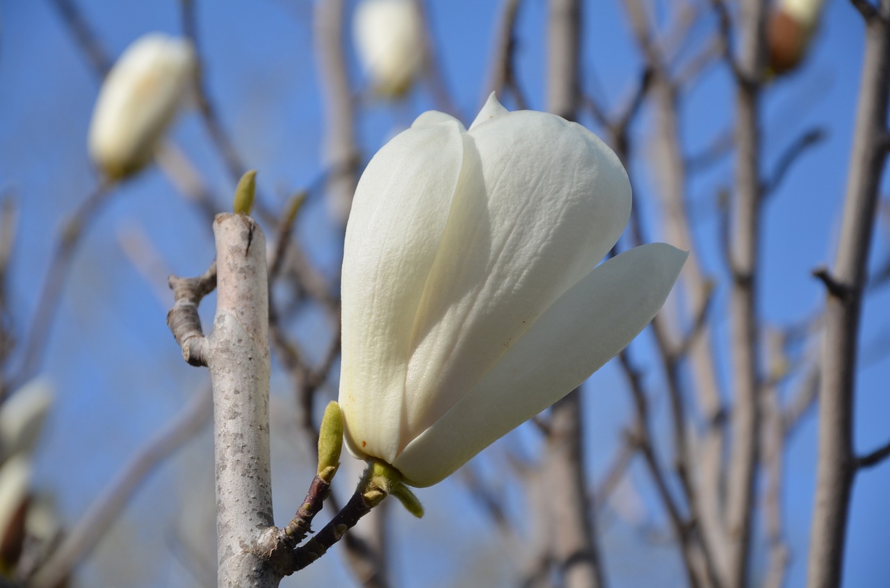 tree flower nature free photo