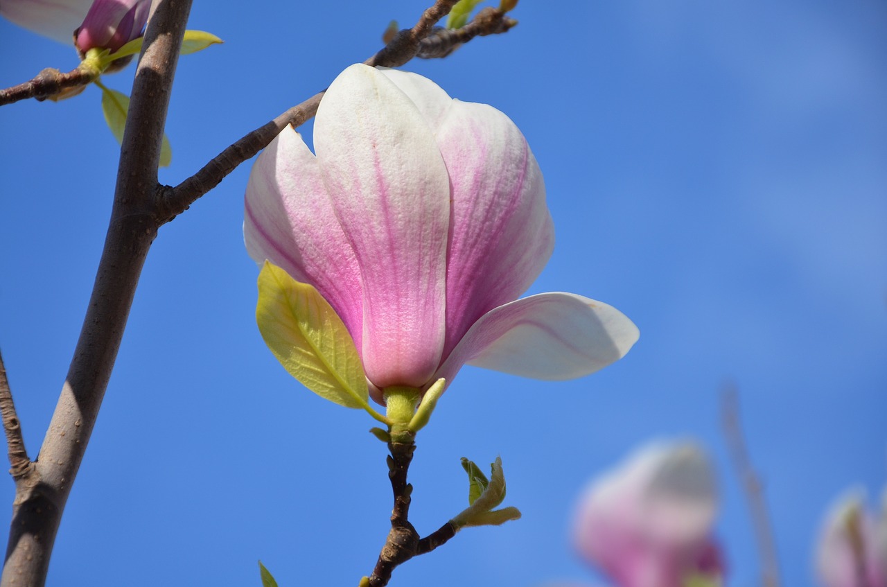 tree flower nature free photo