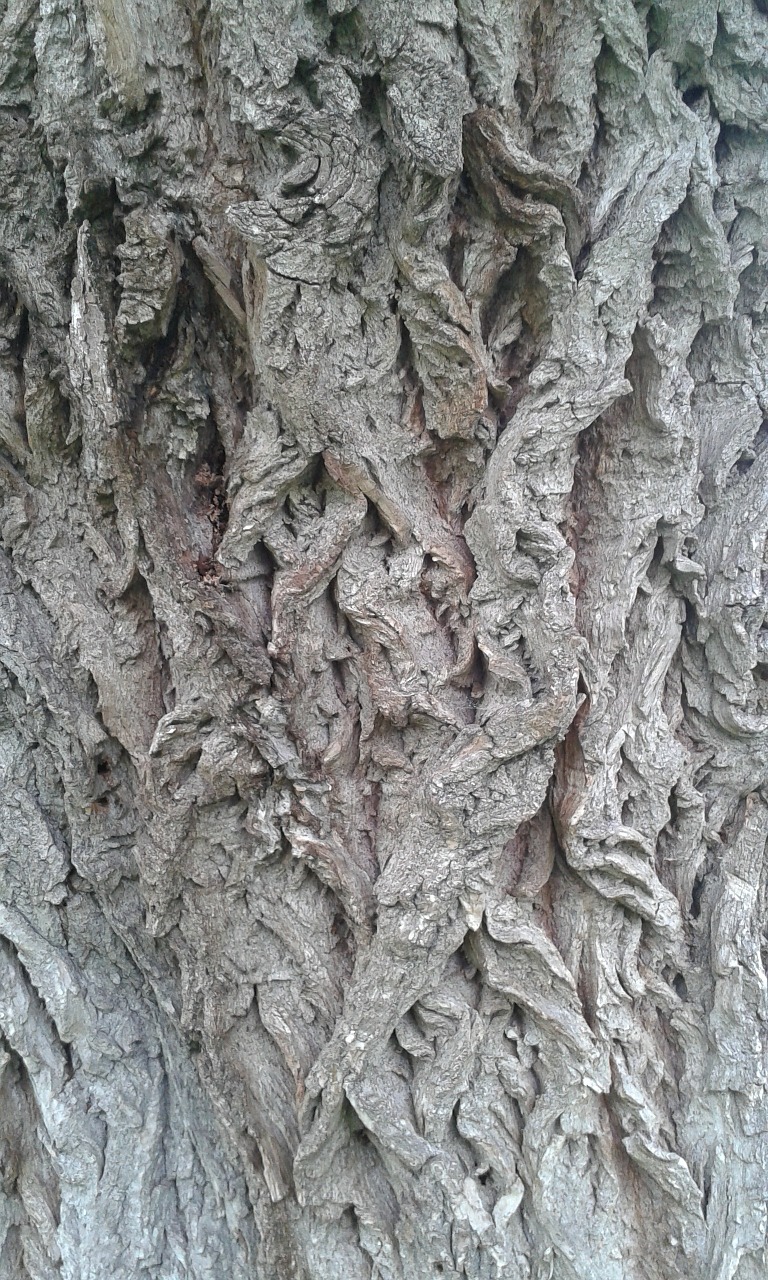 tree bark structure free photo