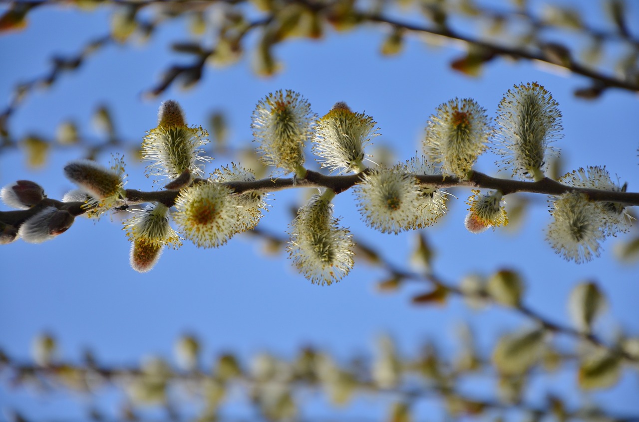 tree plant green free photo