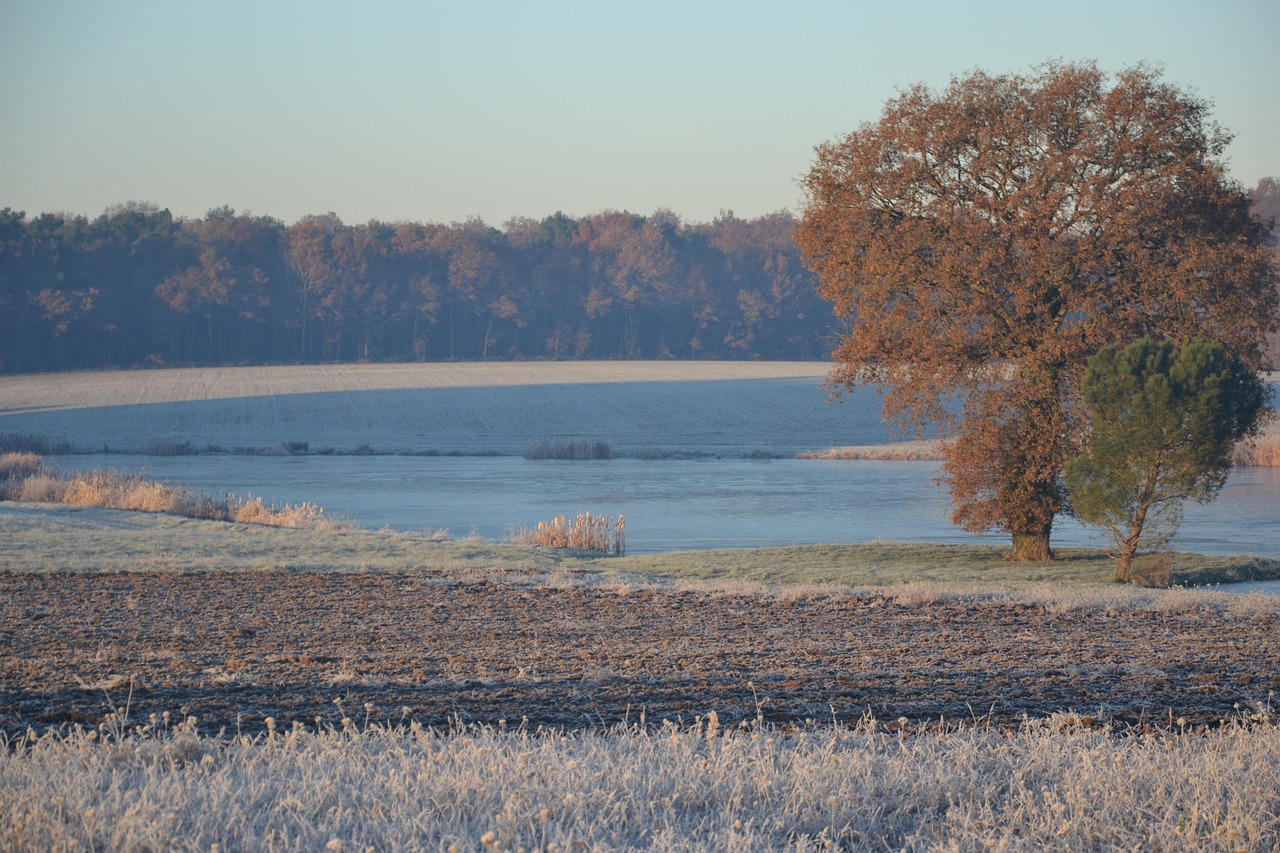 indre ponds of the brenne tree free photo