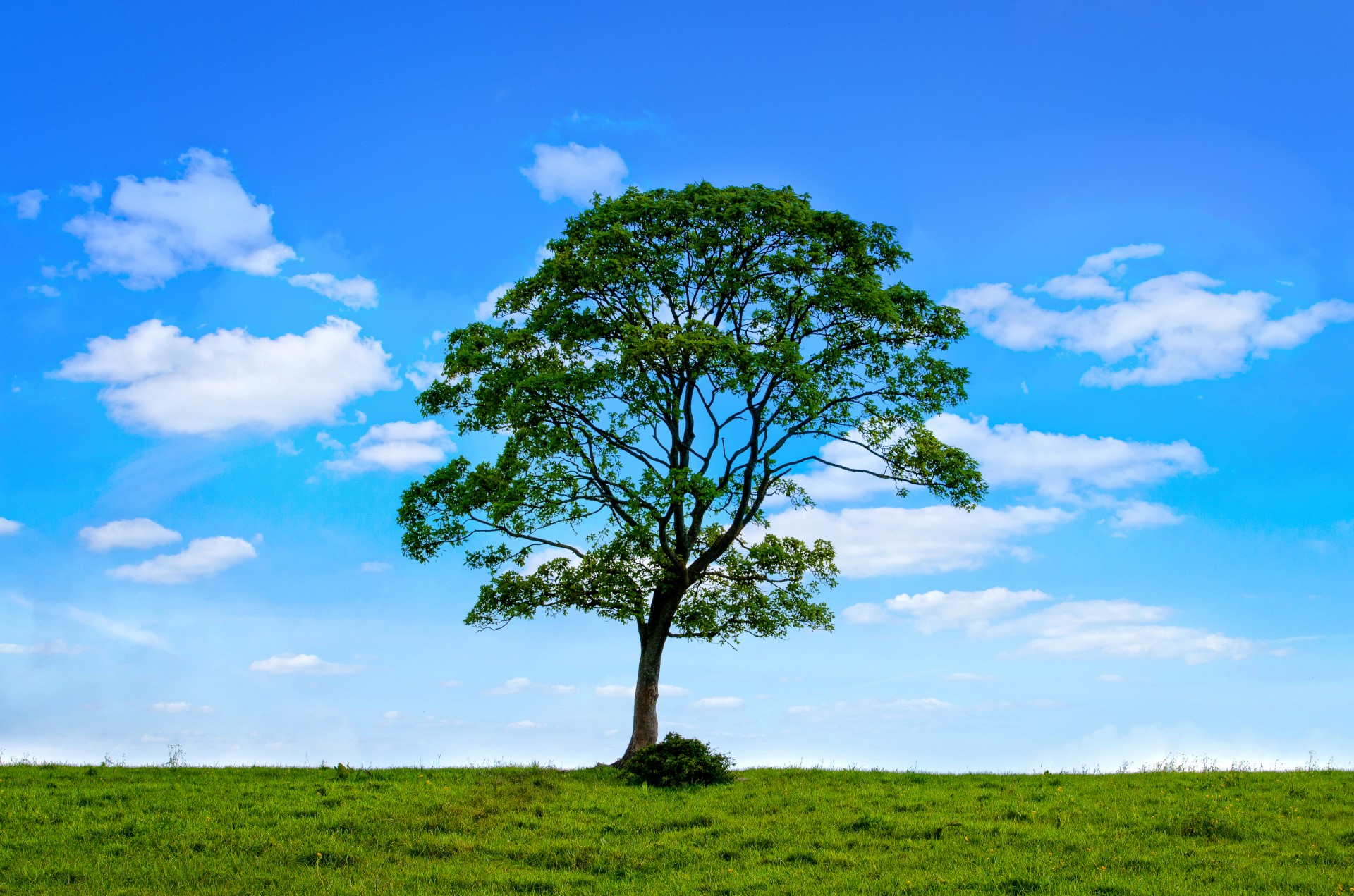 tree sky field free photo