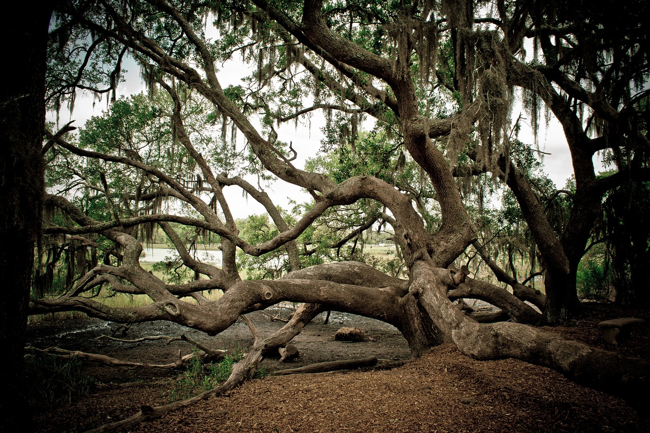 tree climbing branch free photo