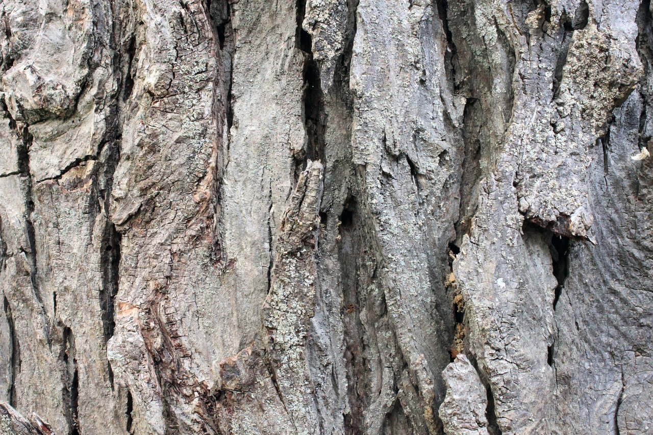tree old bark free photo