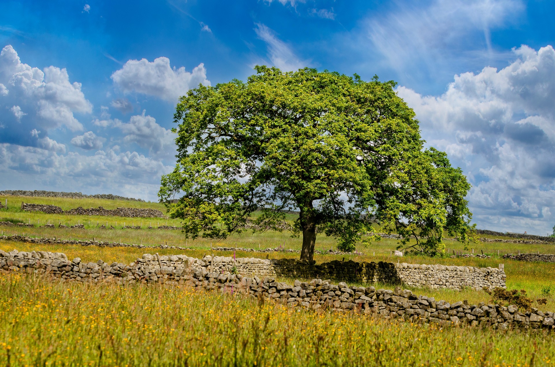 tree sky field free photo