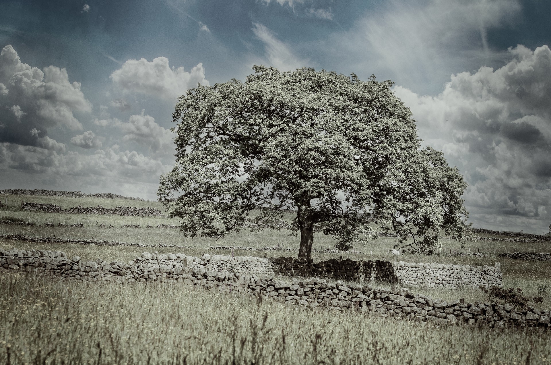 tree sky field free photo