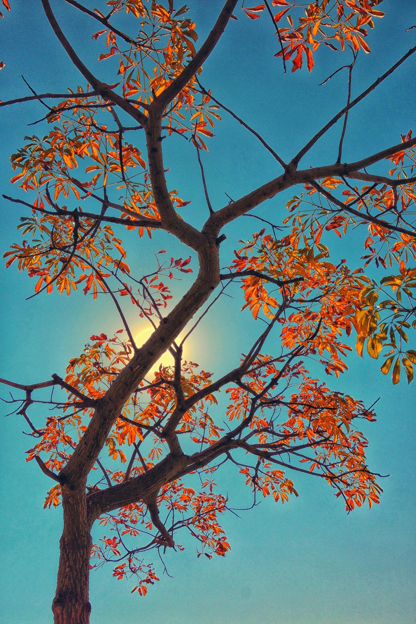 tree autumn south africa free photo