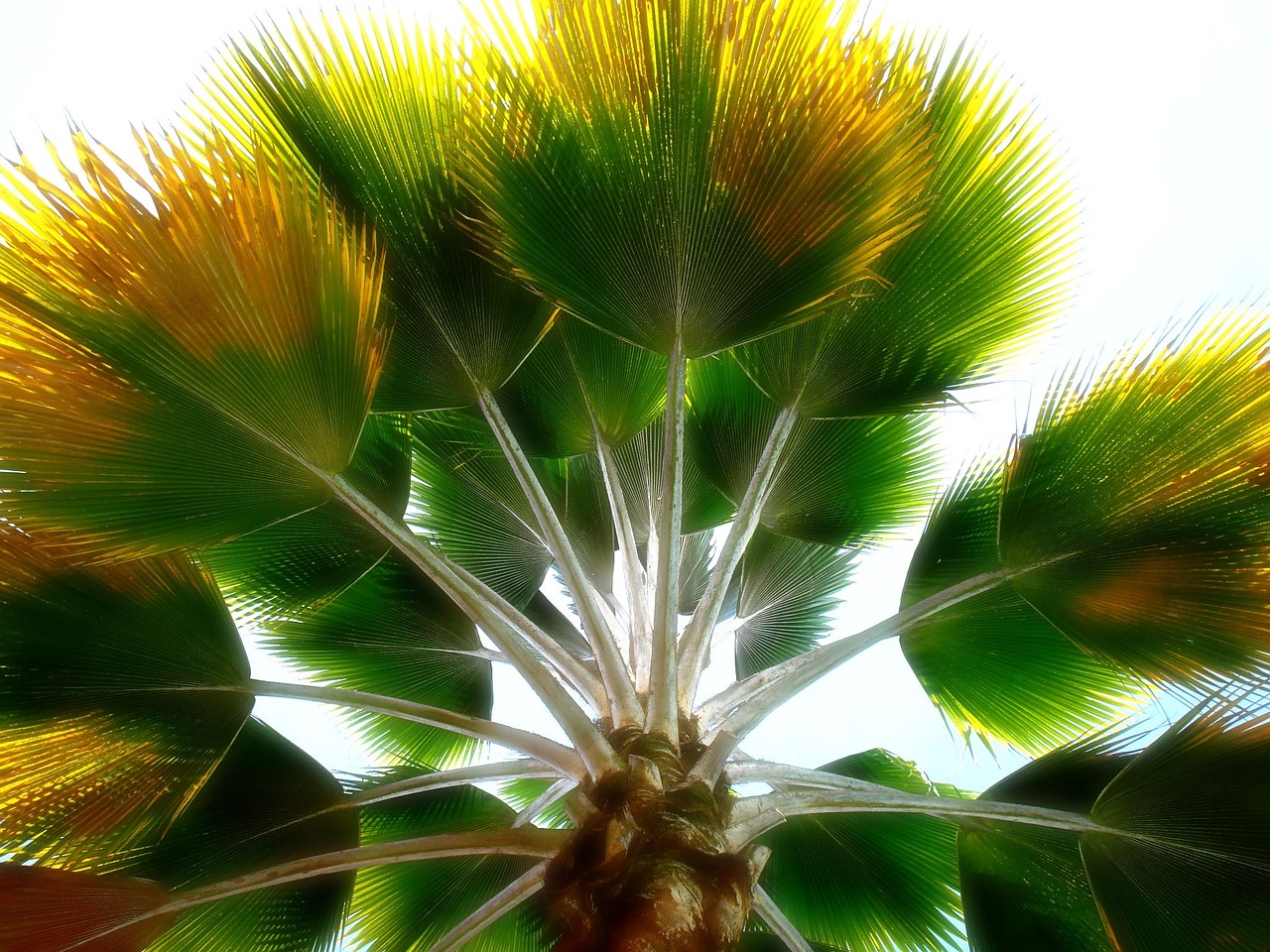 tree palm colombian free photo