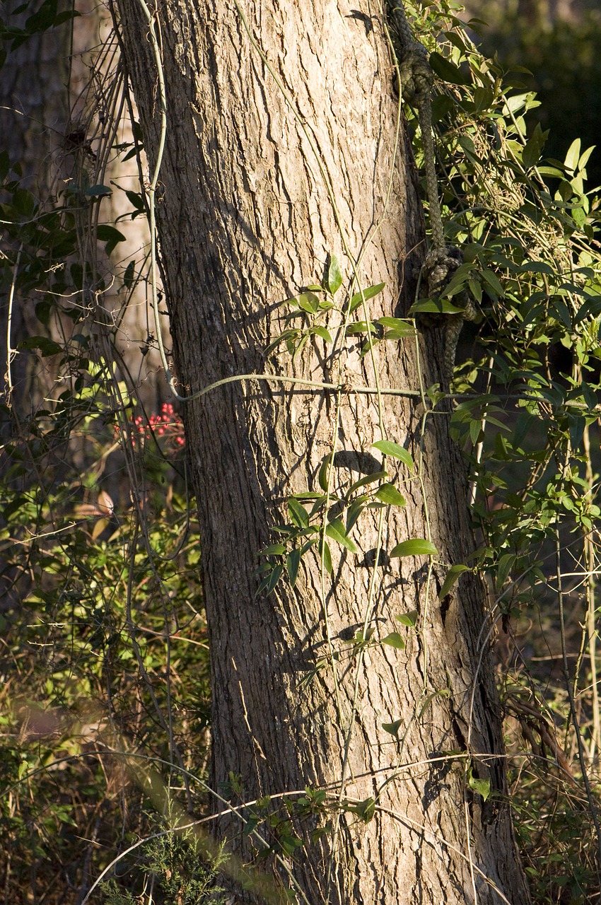 tree trunk forest free photo