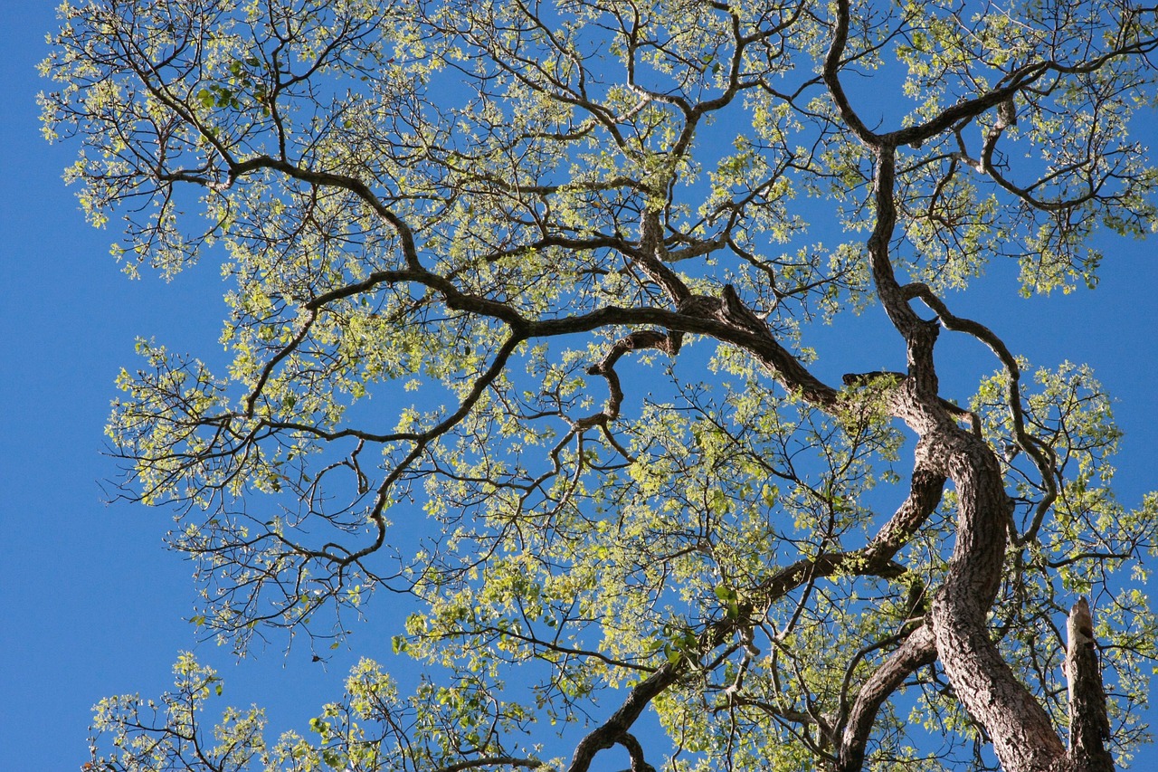 tree tree branches forest free photo