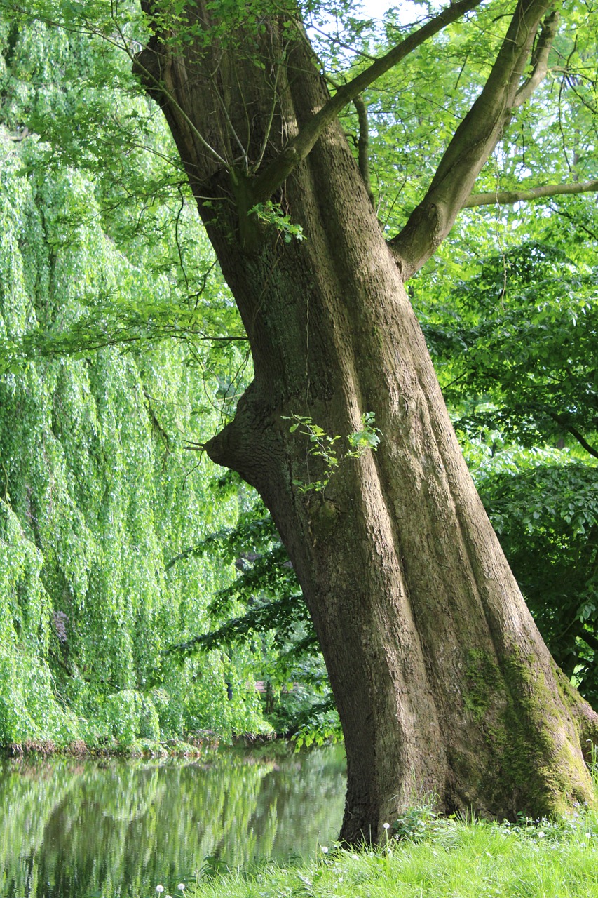 tree landscape nature free photo