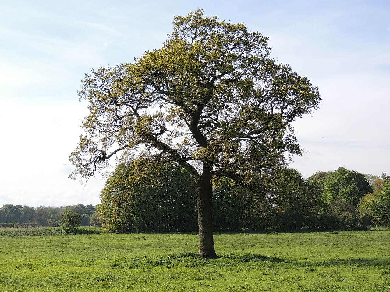 tree organic agriculture free photo