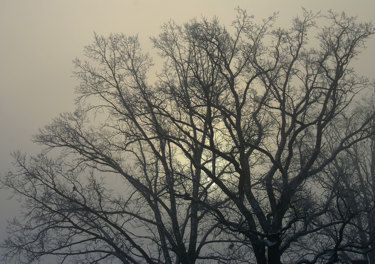 tree branches winter free photo