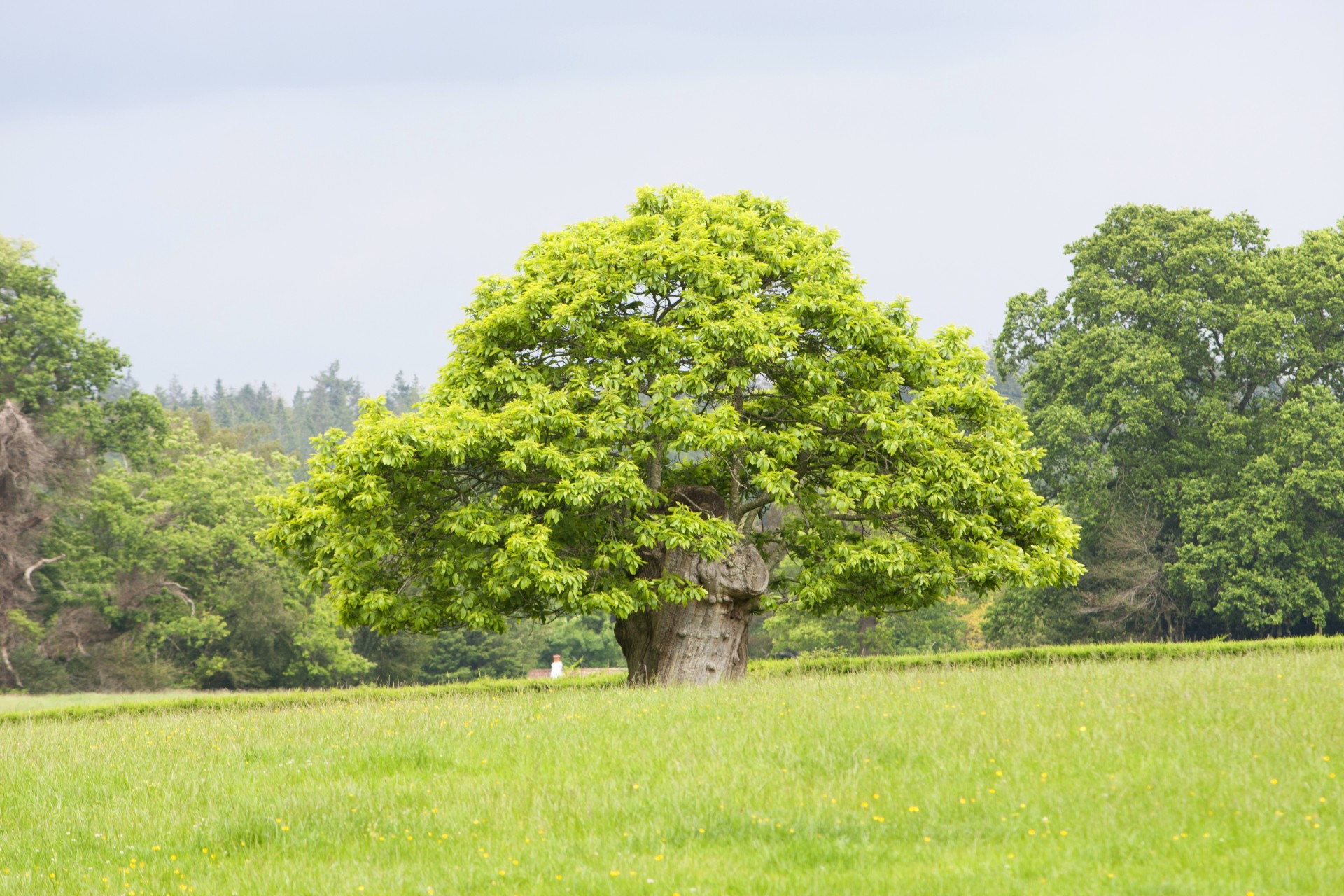 tree field meadow free photo