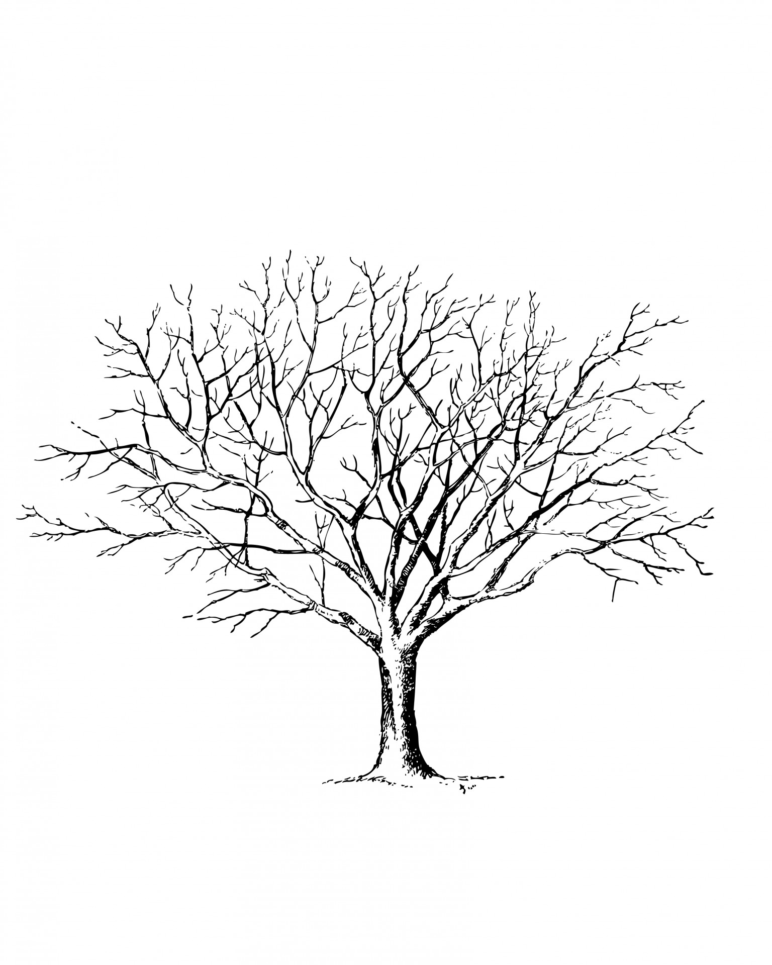 tree line art art free photo