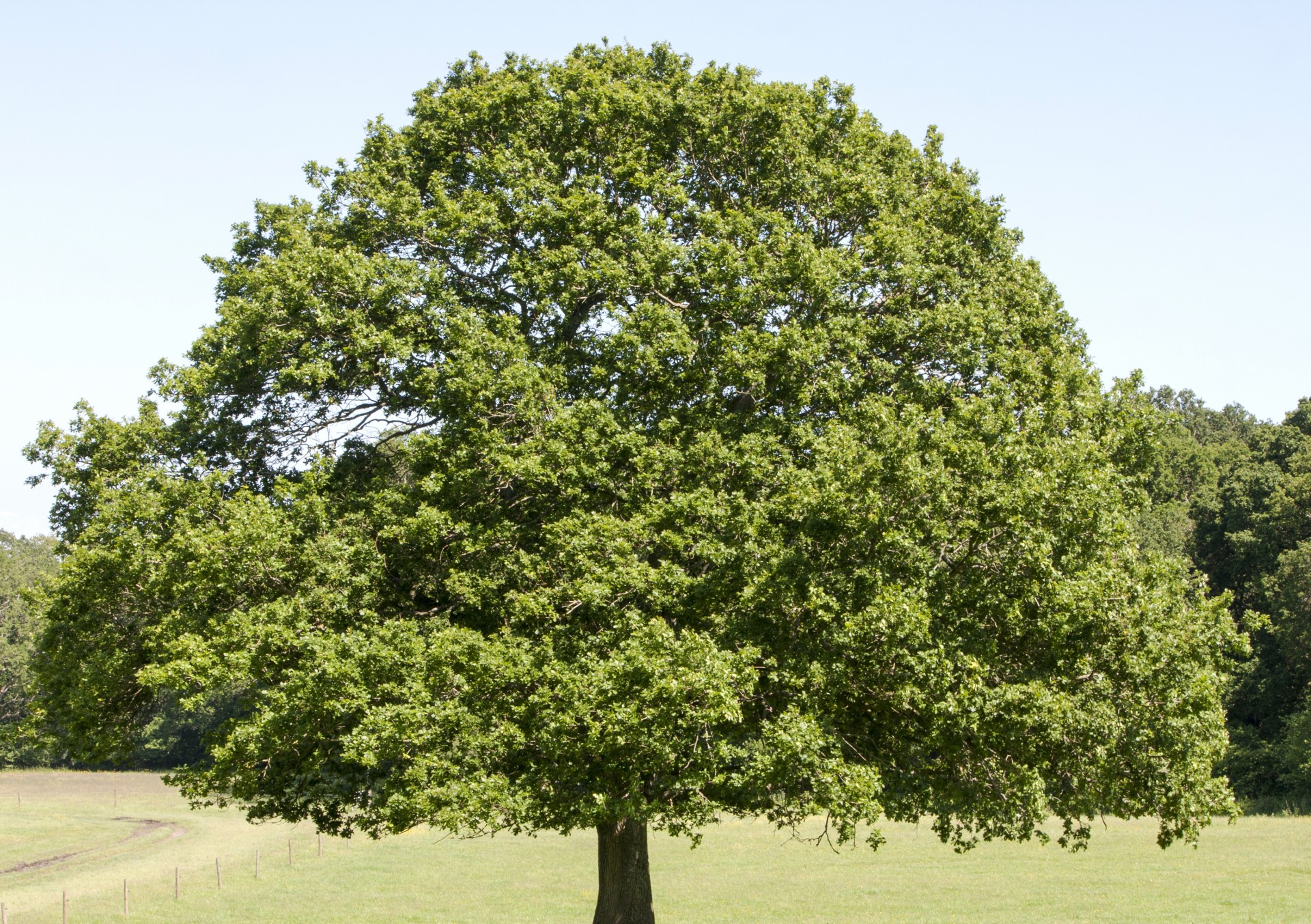 tree close-up beautiful free photo