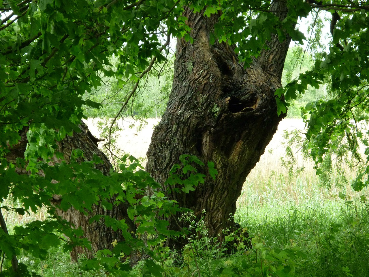 tree old tree green tree free photo